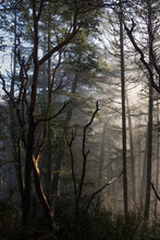 Load image into Gallery viewer, ARBUTUS