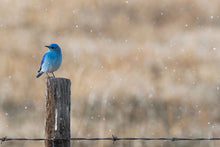 Load image into Gallery viewer, BLUEBIRD