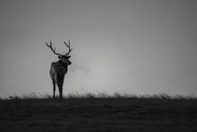 Load image into Gallery viewer, CRISP MORNING