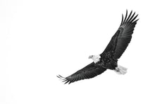 Load image into Gallery viewer, IN FLIGHT