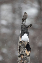 Load image into Gallery viewer, SPRING SOLITAIRE