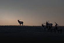 Load image into Gallery viewer, SCOUT