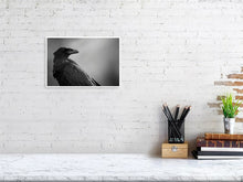 Load image into Gallery viewer, 5181758-1186872