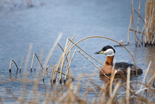 Load image into Gallery viewer, RED NECKED GREBE