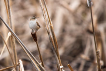 Load image into Gallery viewer, MARSH WREN