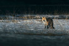 Load image into Gallery viewer, WARMTH