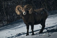 Load image into Gallery viewer, STARE-DOWN