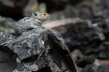 Load image into Gallery viewer, PIKA