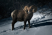 Load image into Gallery viewer, KING RAM