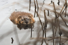 Load image into Gallery viewer, MUSKRAT