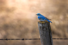 Load image into Gallery viewer, WAITING