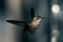 Load image into Gallery viewer, LITTLE GOLDEN LIGHT