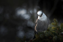 Load image into Gallery viewer, CAMP THIEF