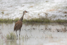 Load image into Gallery viewer, SANDHILL