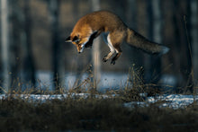 Load image into Gallery viewer, POUNCE