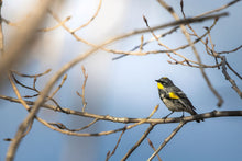 Load image into Gallery viewer, WARBLER