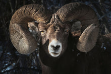 Load image into Gallery viewer, RAM GAZE