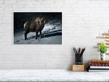 Load image into Gallery viewer, 5181800-1180758