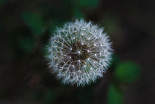 Load image into Gallery viewer, BLOWBALLS