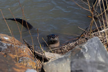 Load image into Gallery viewer, RIVER OTTER
