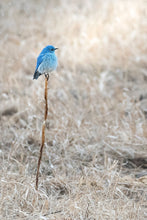 Load image into Gallery viewer, PERCHED
