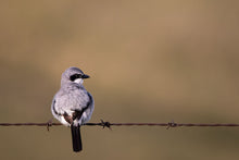 Load image into Gallery viewer, LOGGERHEAD SHRIKE
