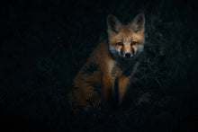 Load image into Gallery viewer, GAZE
