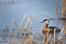 Load image into Gallery viewer, RED NECKED GREBE
