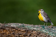 Load image into Gallery viewer, MEADOWLARK
