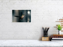 Load image into Gallery viewer, 5181754-1186874
