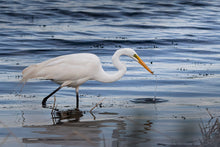 Load image into Gallery viewer, EGRET

