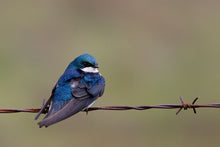 Load image into Gallery viewer, TREE SWALLOW
