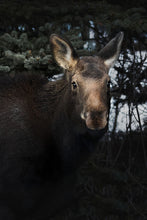 Load image into Gallery viewer, MOOSE CALF
