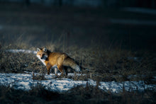 Load image into Gallery viewer, STARE
