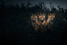 Load image into Gallery viewer, TRIPLETS
