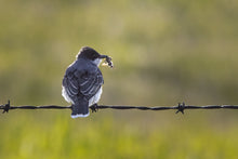 Load image into Gallery viewer, EASTERN KINGBIRD
