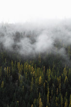 Load image into Gallery viewer, LARCH
