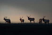 Load image into Gallery viewer, GOLDEN HOUR
