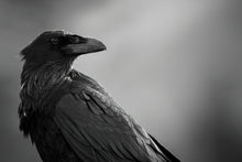Load image into Gallery viewer, RAVEN
